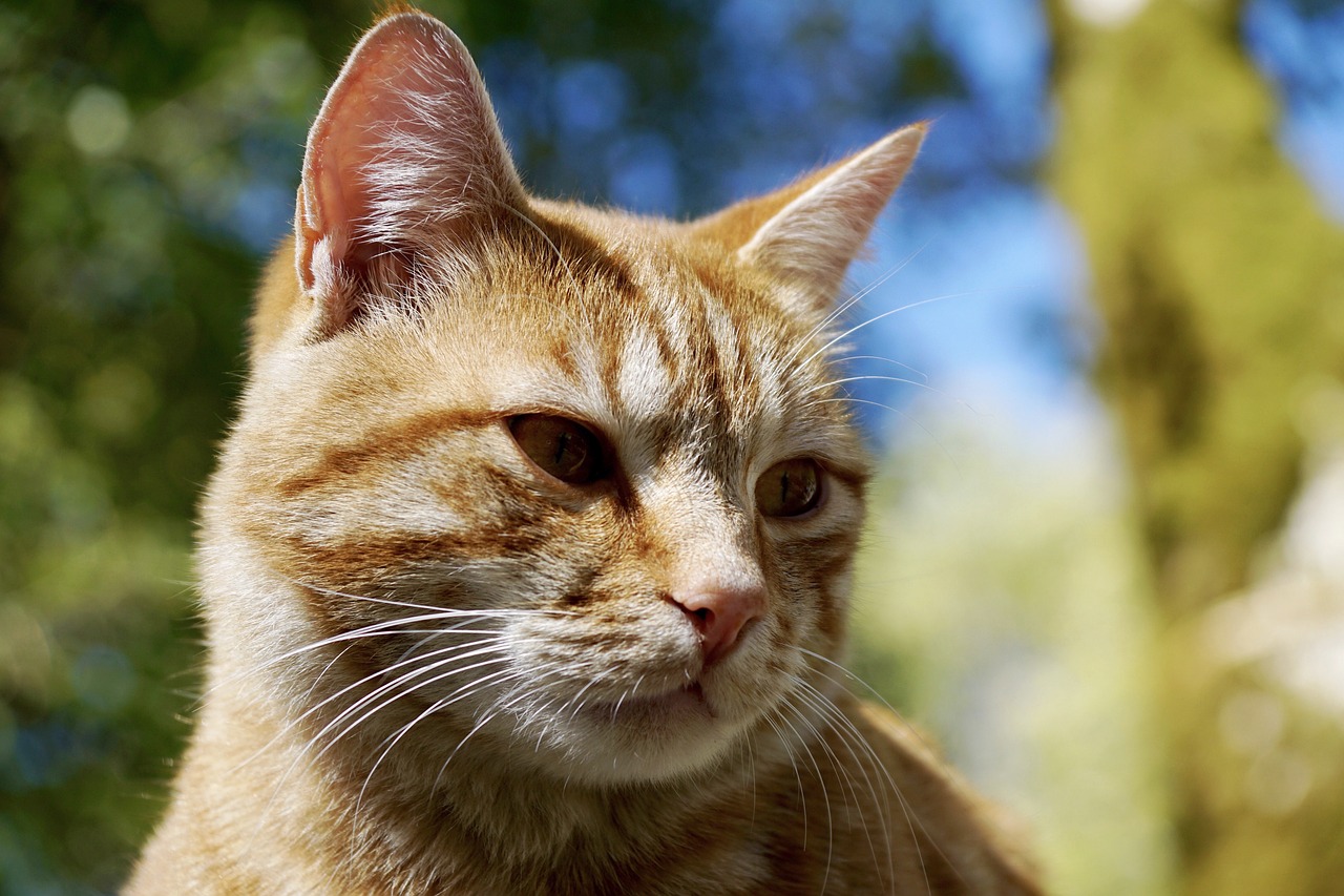 Image - cat animal pet domestic cat