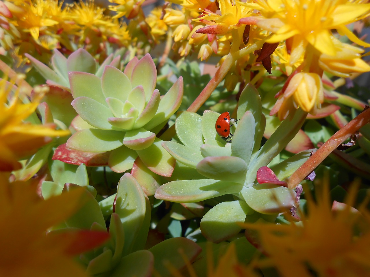 Image - ladybug nature insect garden green