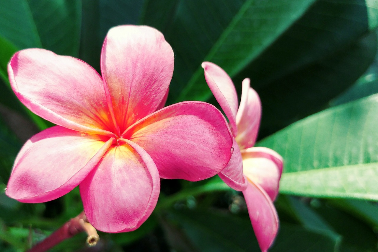 Image - plumeria frangipani reddish petal