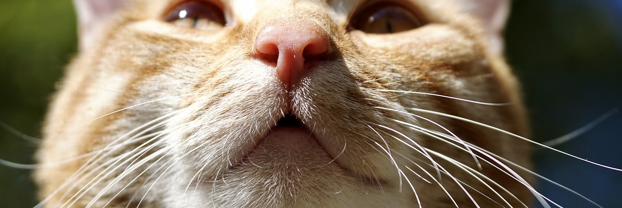 Image - cat animal nose smell taster