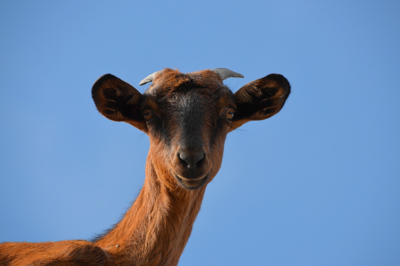 Image - goat livestock animal sky blue