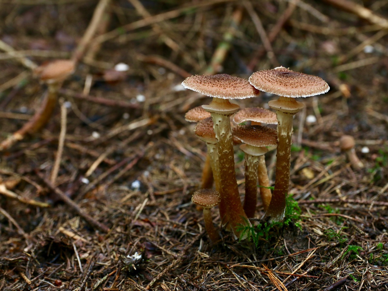 Image - mushrooms autumn needle forest floor