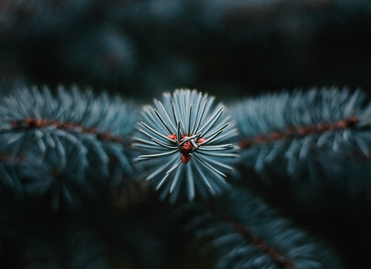 Image - tree conifer needles nature forest