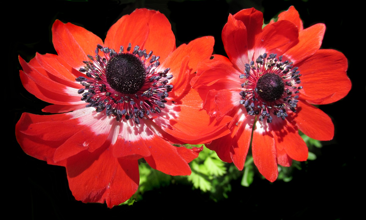 Image - flower anemone red blooms