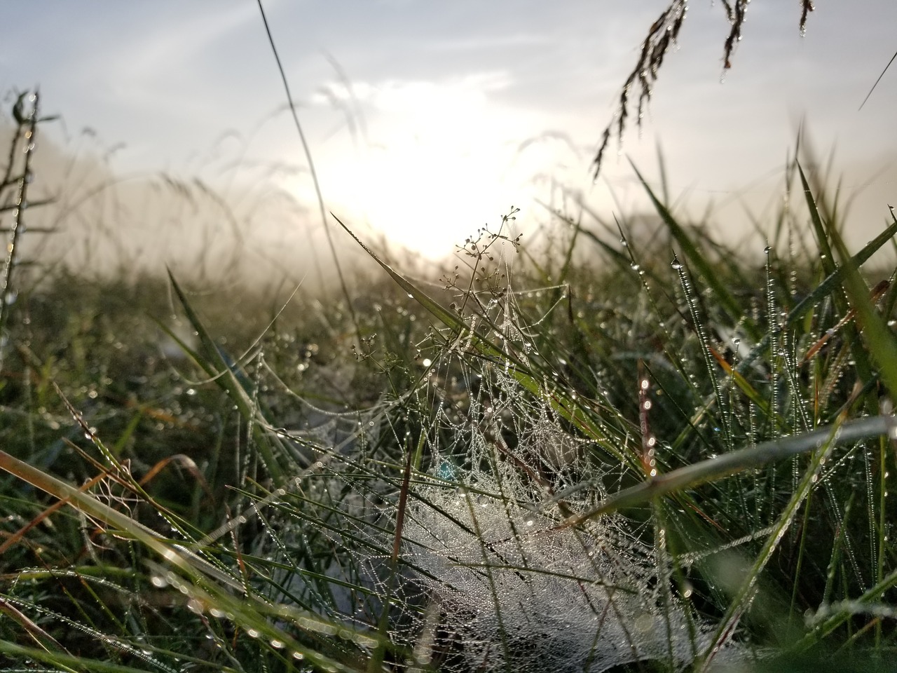 Image - sunrise dew nature morning summer