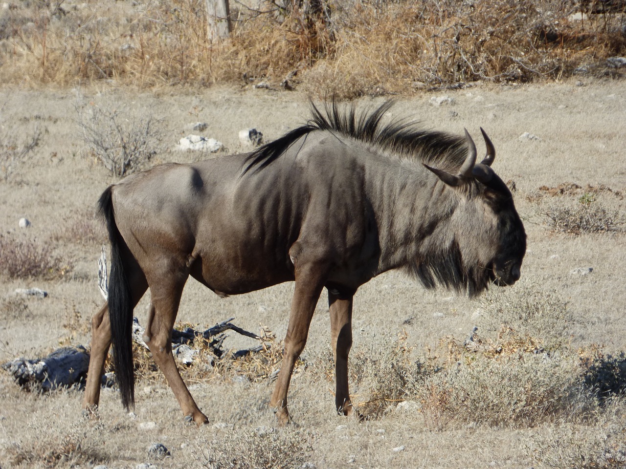 Image - wildlife wildebeest namibia