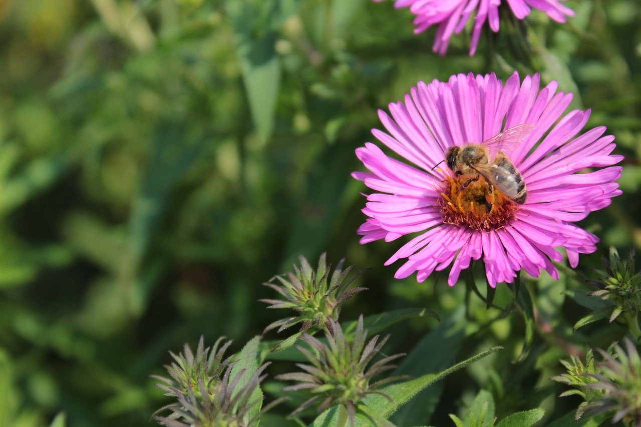 Image - pink pink flowers flowers bee