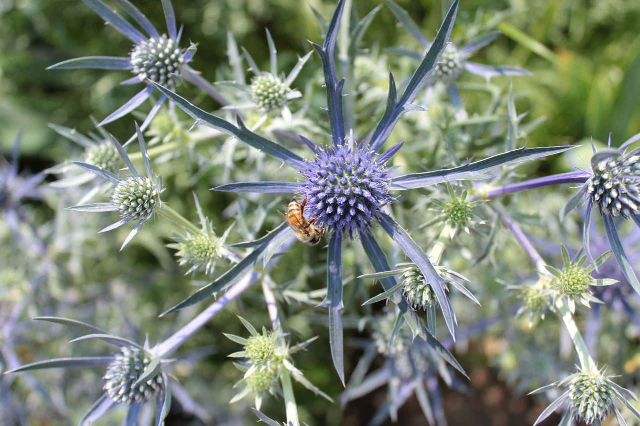 Image - plant blue bee nectar