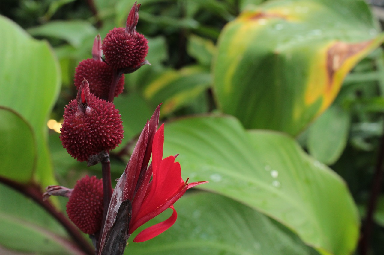 Image - red red flower flower