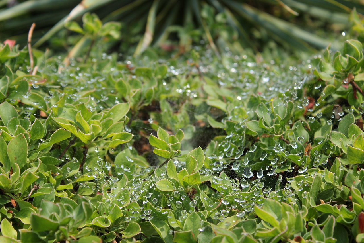 Image - water spider web silk spider plant