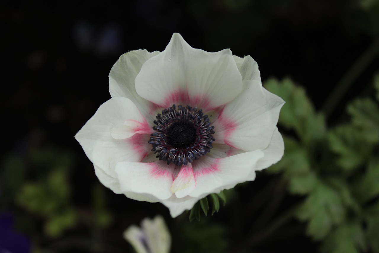 Image - plant flower white