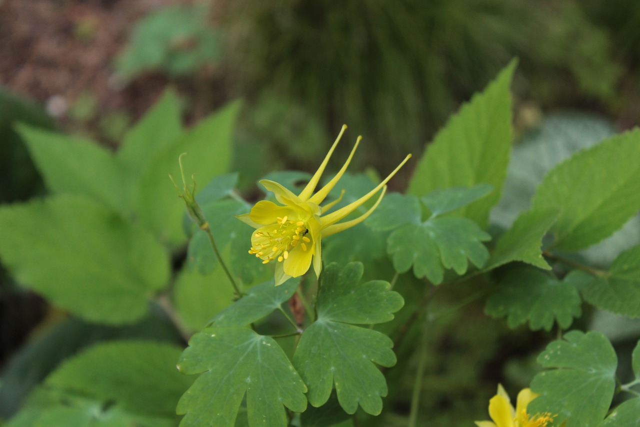 Image - yellow yellow flower flower