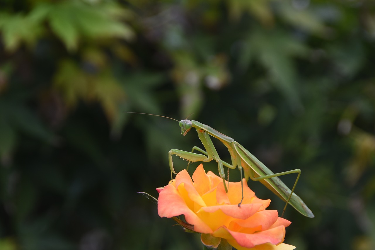 Image - insects mantis nature abstract