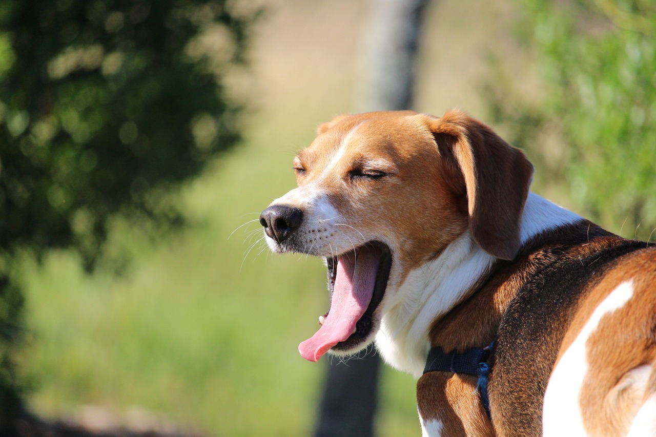 Image - beagle yawn lazy tired love dog