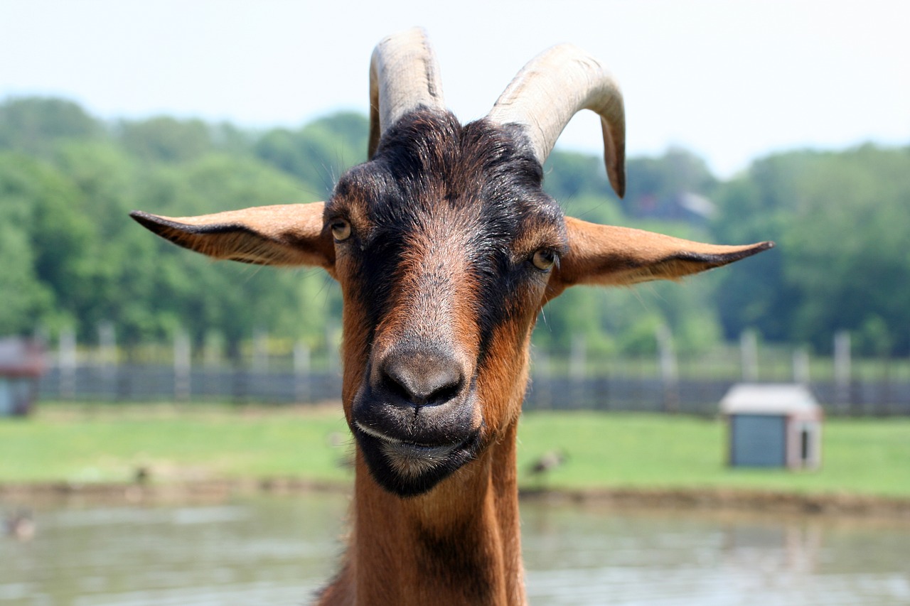 Image - goat farm animal animal face head
