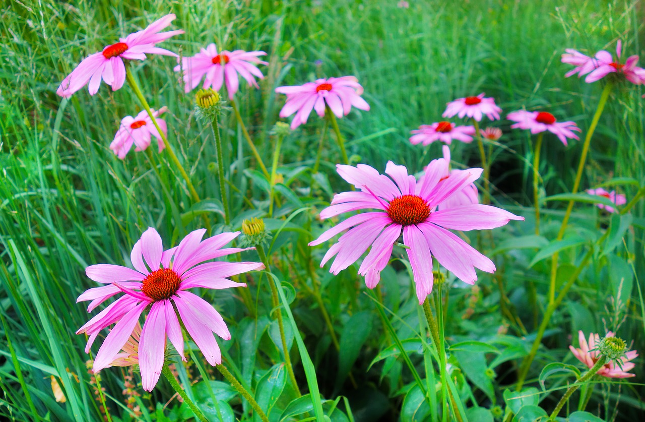 Image - plant flower purple coneflower