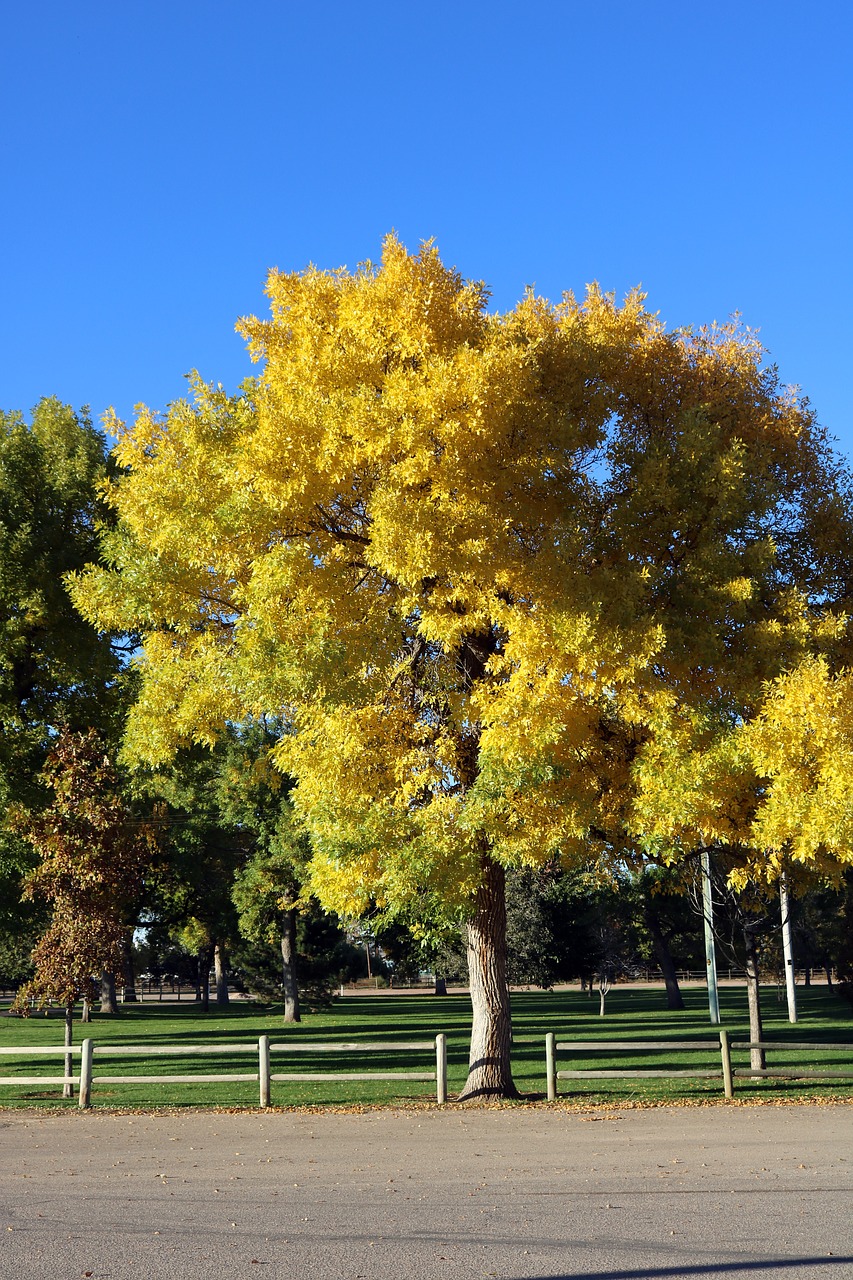 Image - yellow leaves yellow leaf yellow