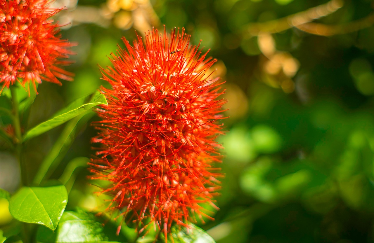 Image - christmas bush queensland garden