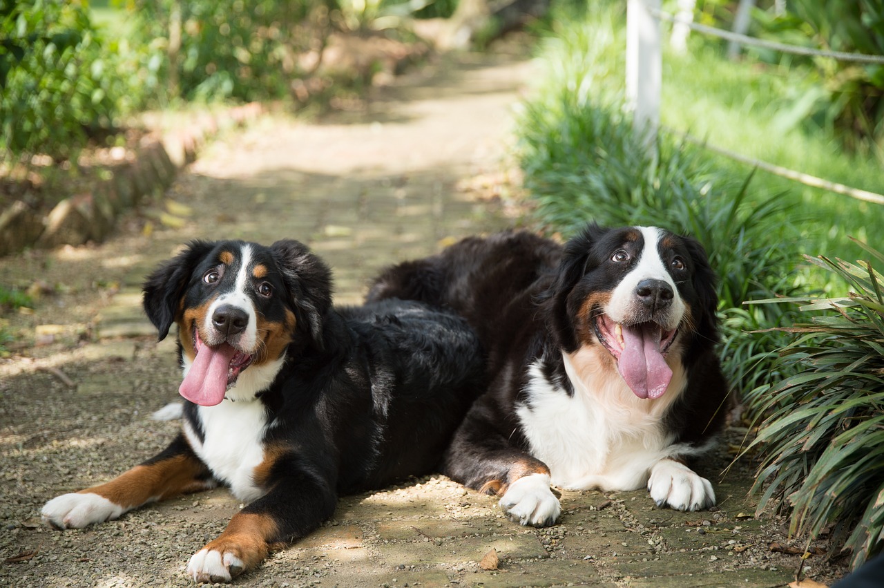 Image - animal dog bernese mountain dog