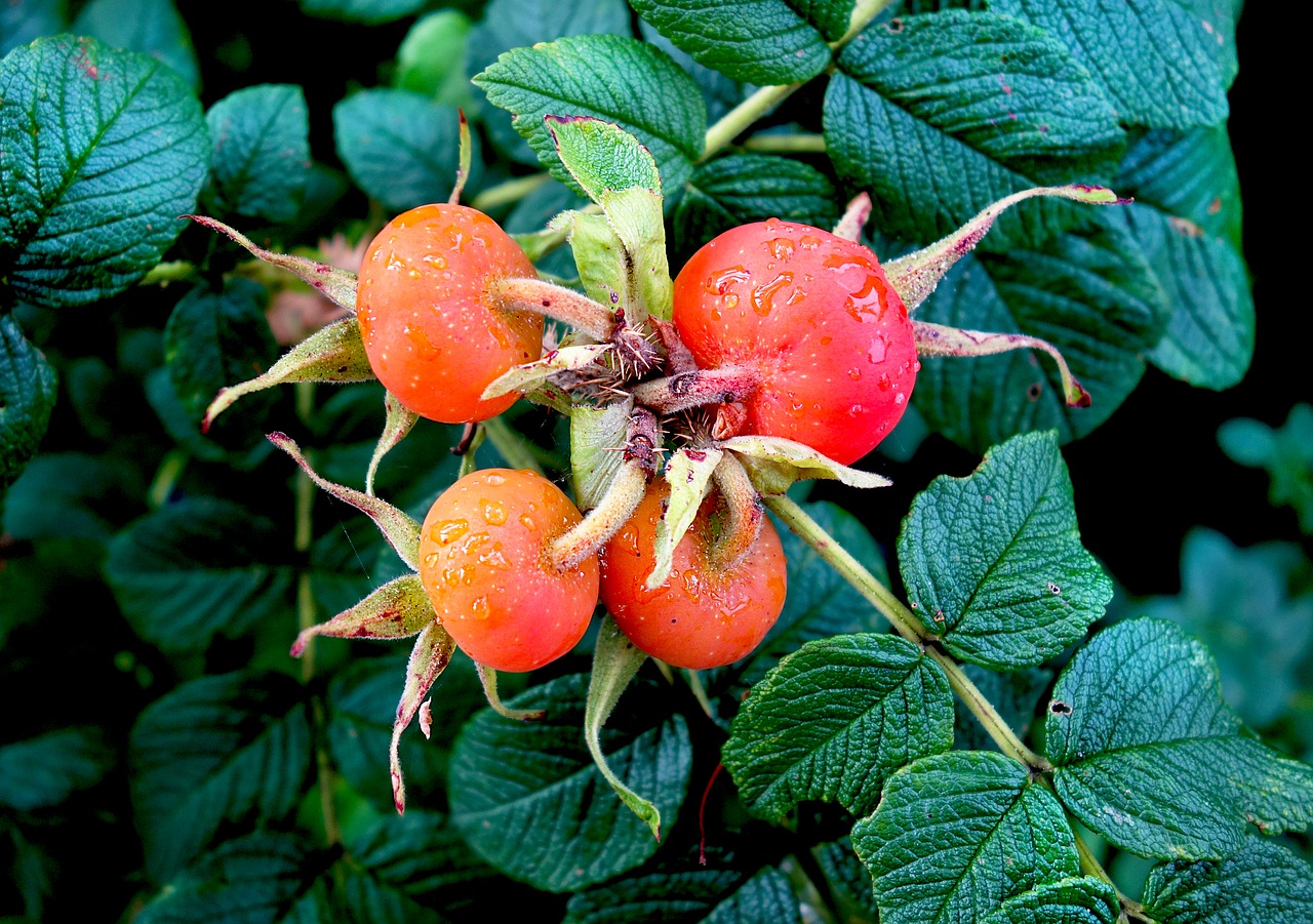 Image - plant fruit rosehip nutrition