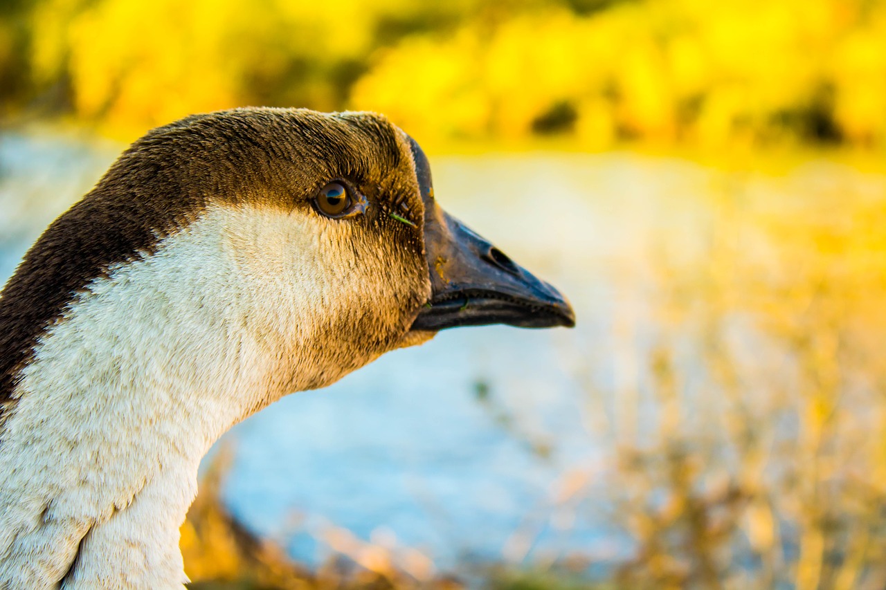 Image - duck river sunset animal water