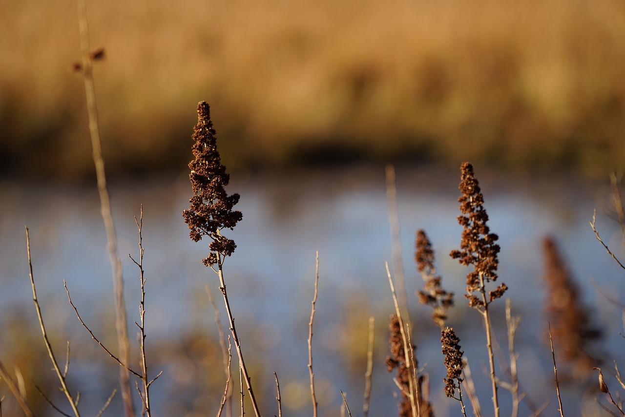 Image - in rice field lake pond macro