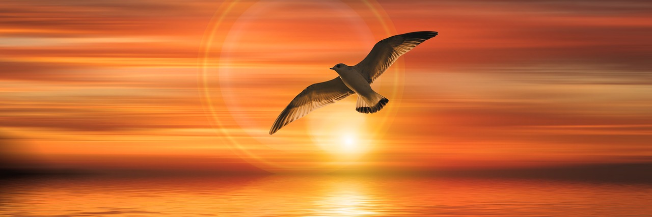 Image - banner header gull bird fly