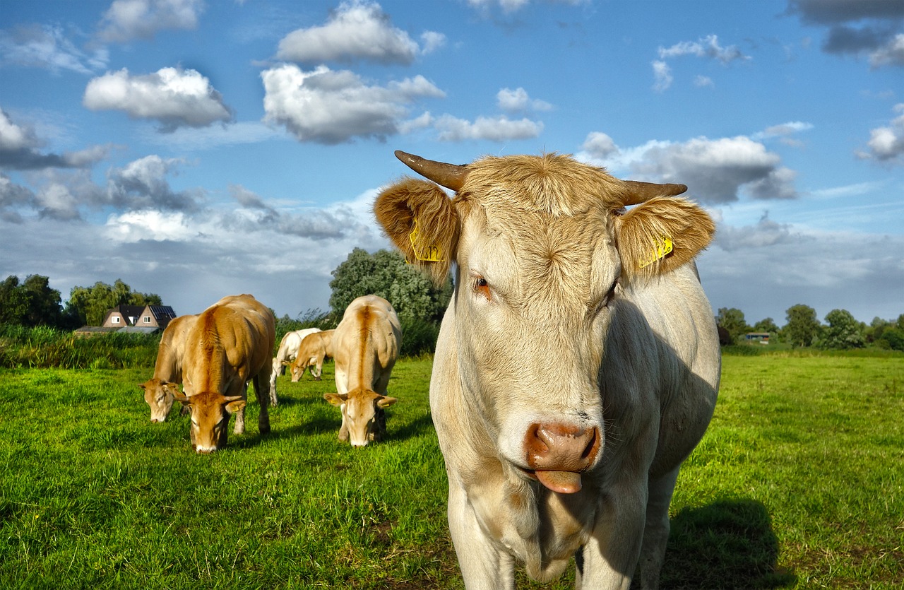 Image - animal mammal cow cattle livestock