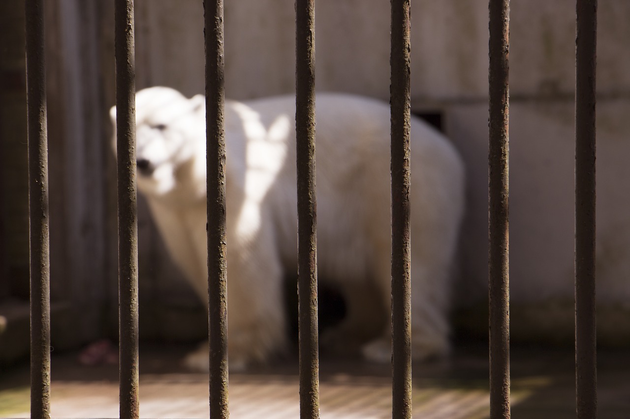 Image - male big zoo polar white animal