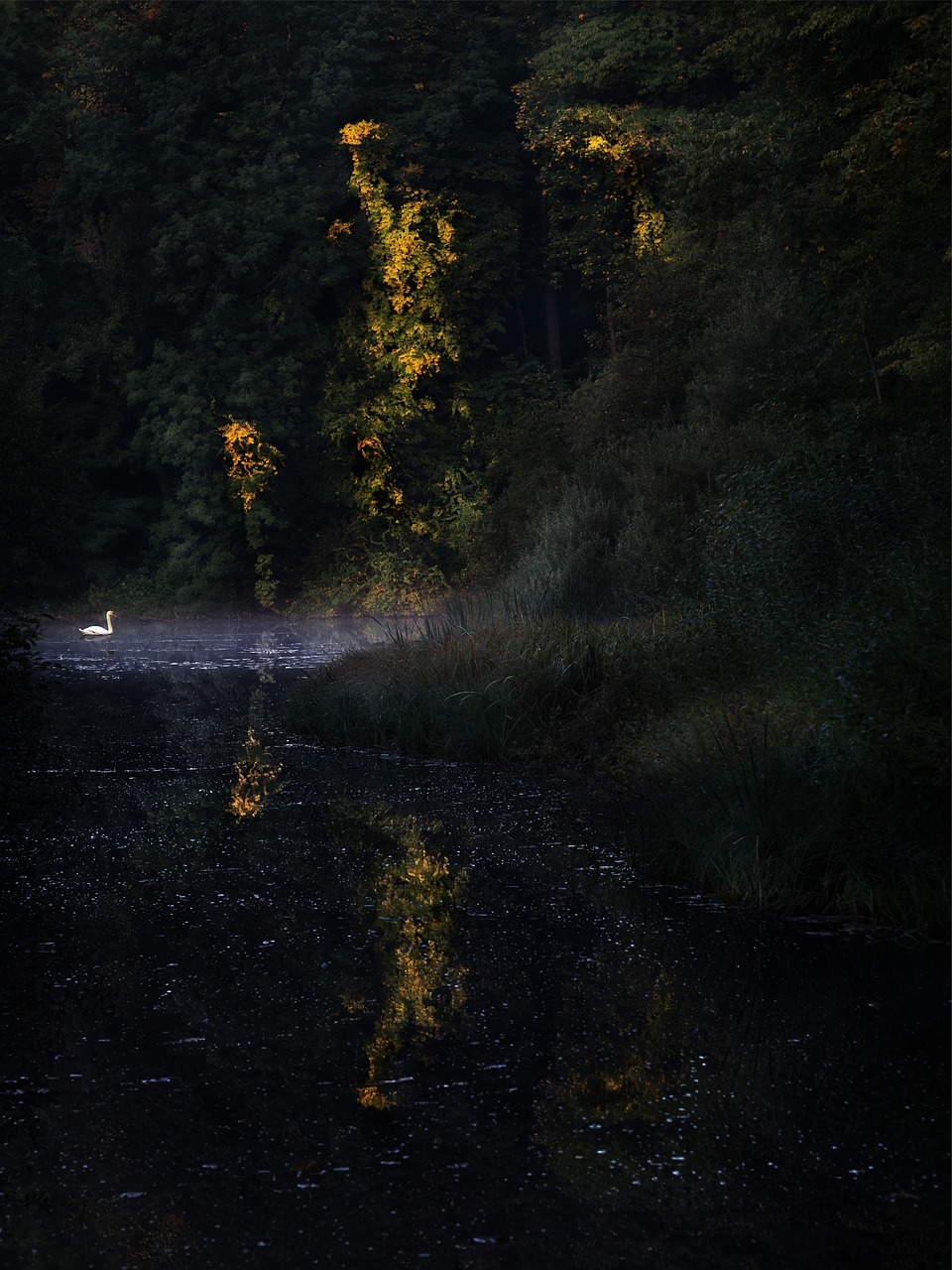 Image - autumn swan nature water lake