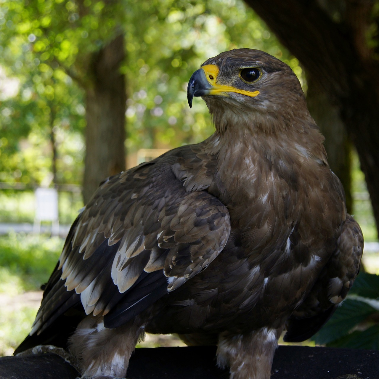 Image - eagle hawk golden eagle predator