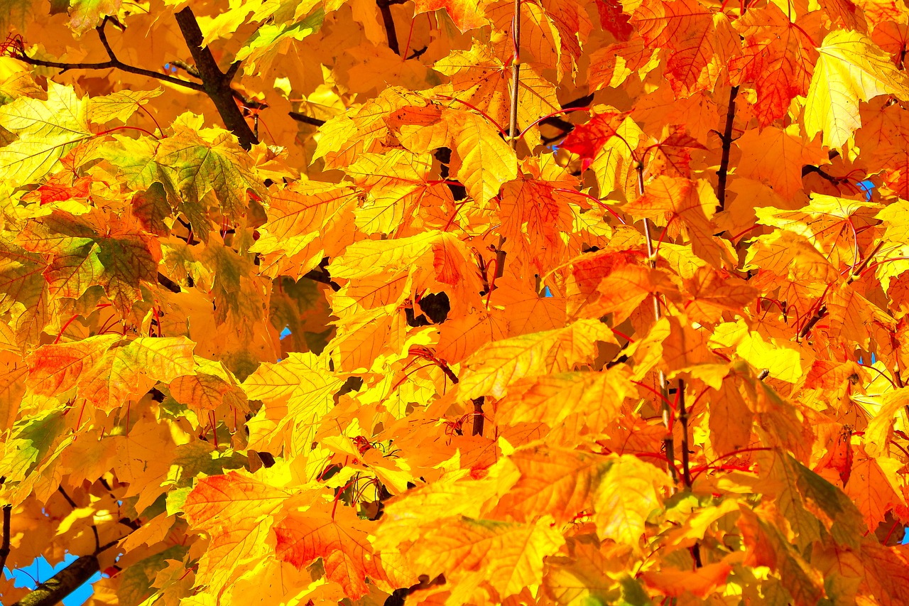 Image - autumn leaves fall foliage