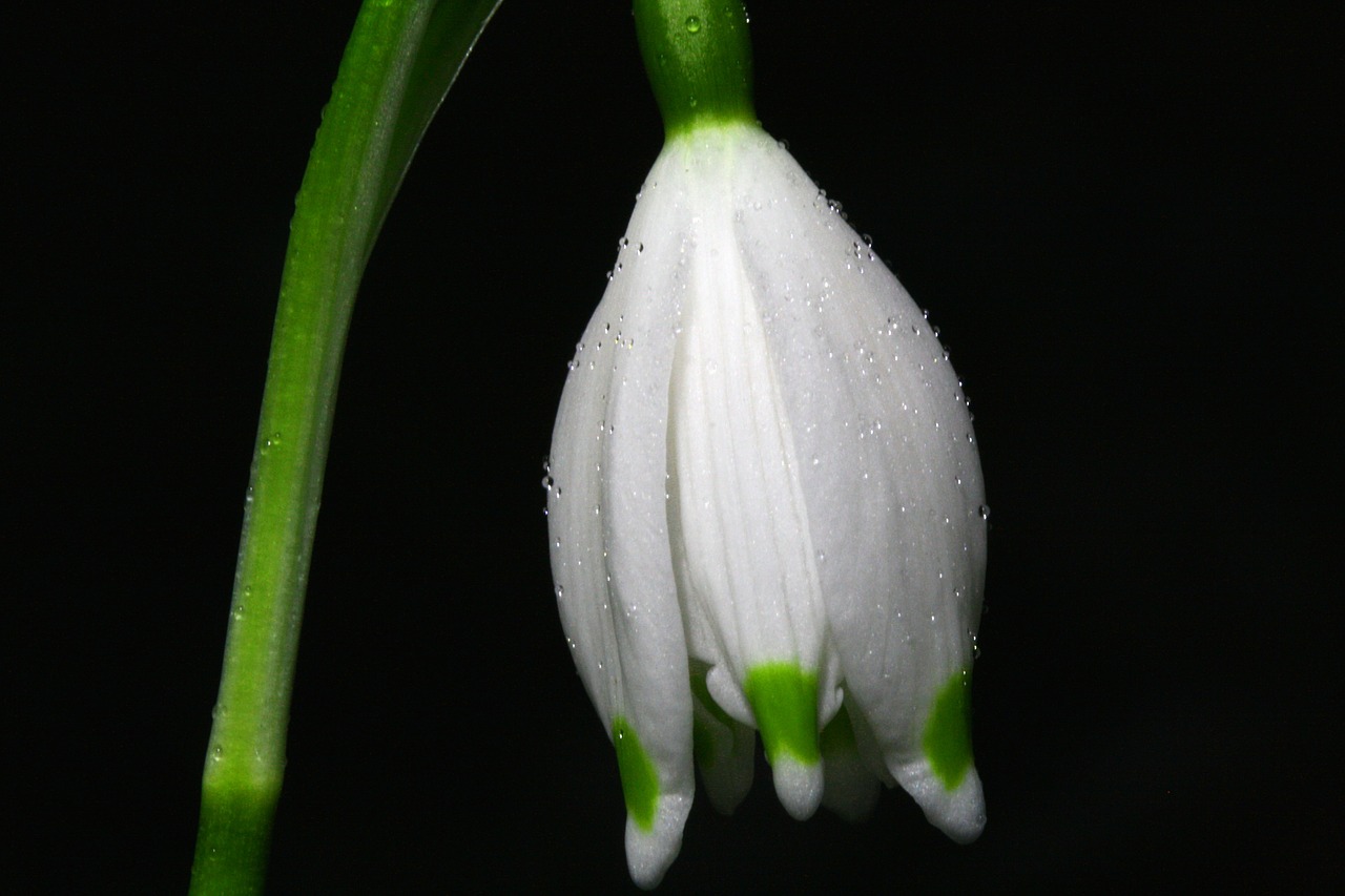 Image - snowflake flower blossom bloom