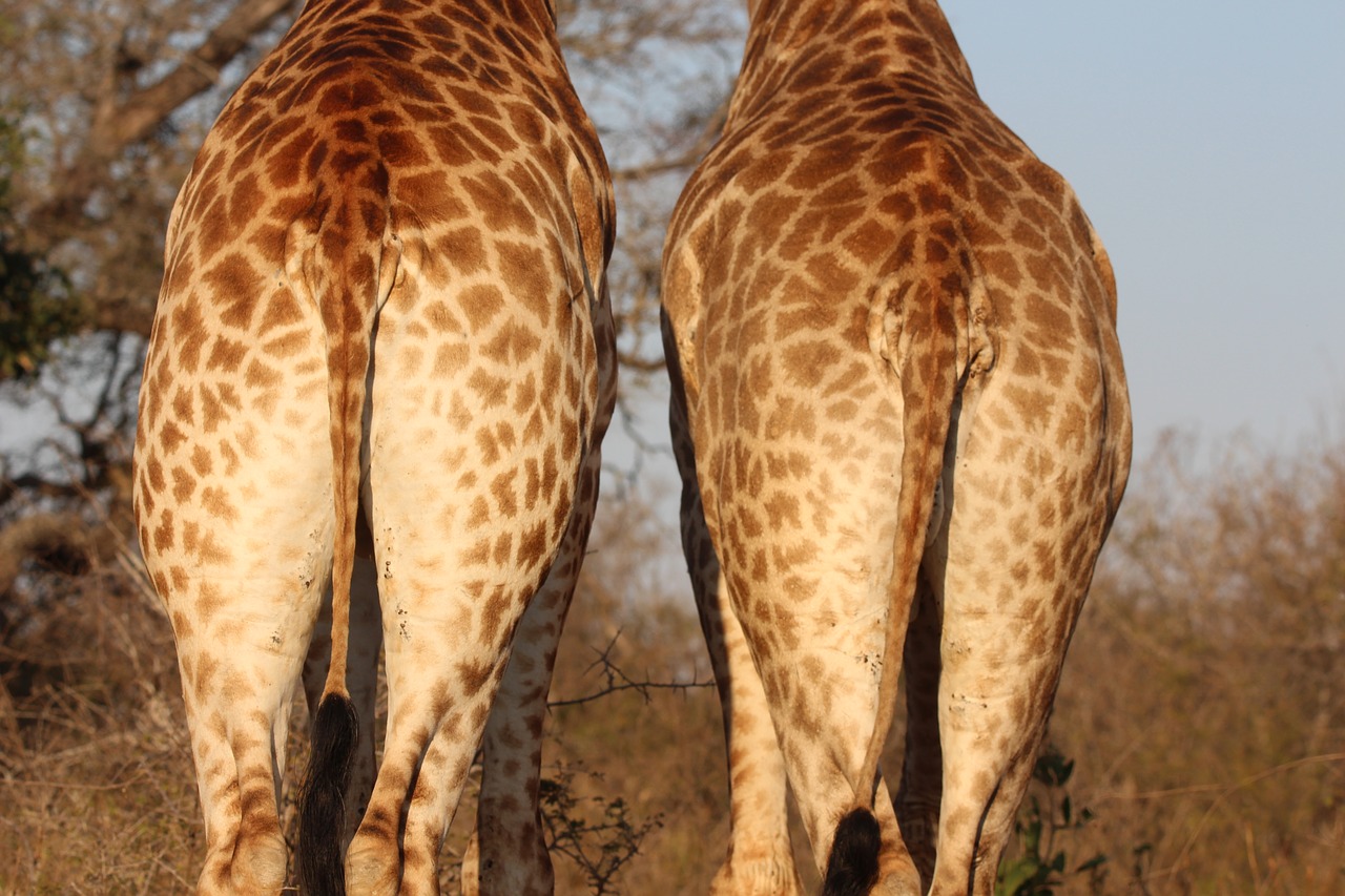 Image - giraffe bottom wildlife animal big