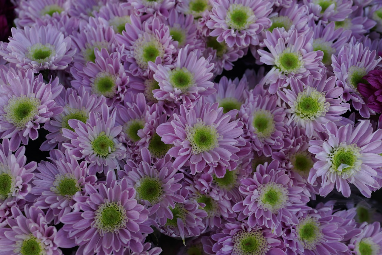 Image - budding daisy green yellow flower