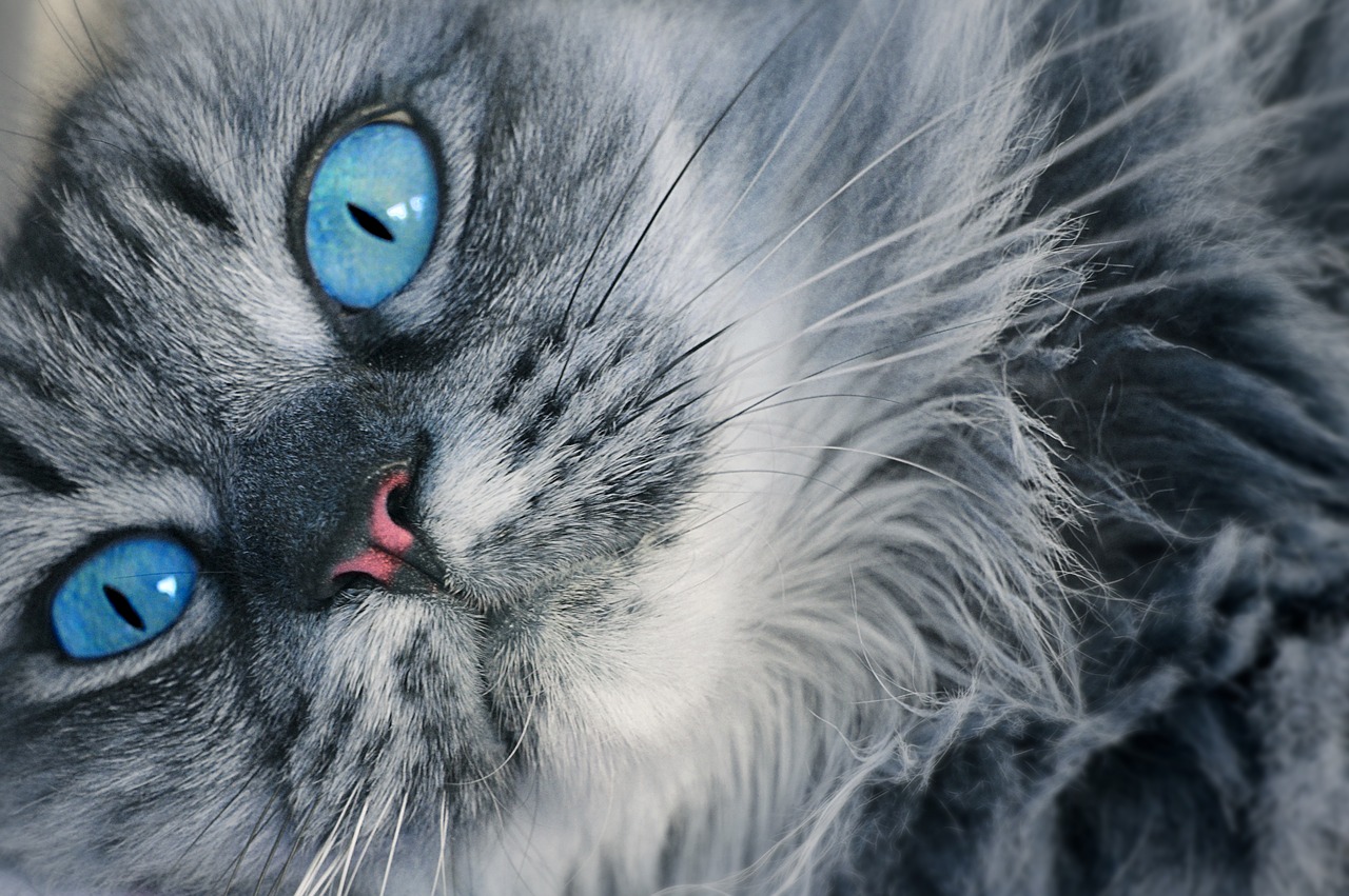 Image - cat eyes feline look blue eyes