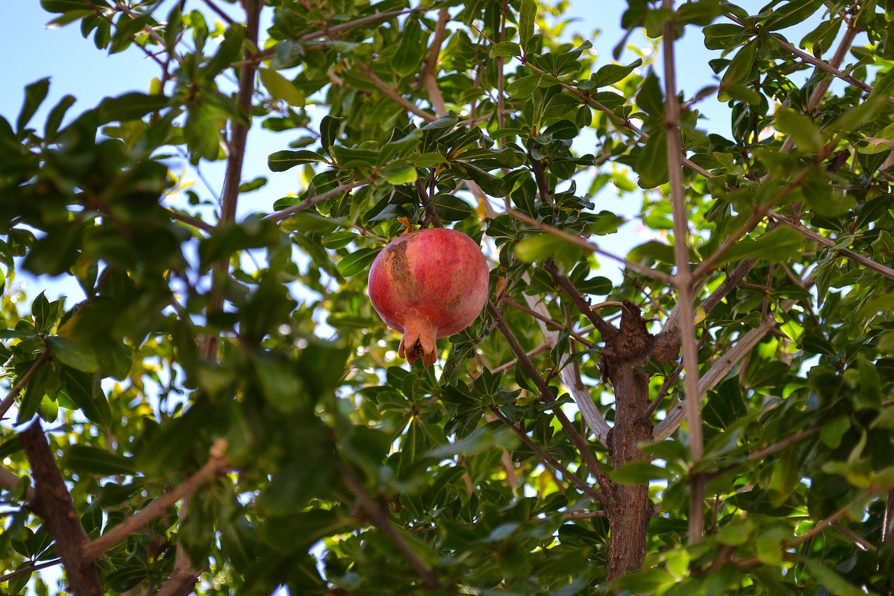 Image - pomegranate fruit botany shrub