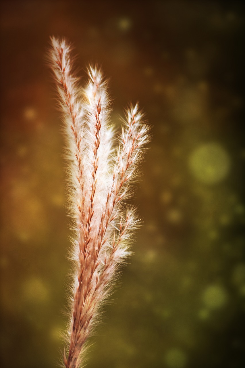 Image - plant grass autumn afterglow
