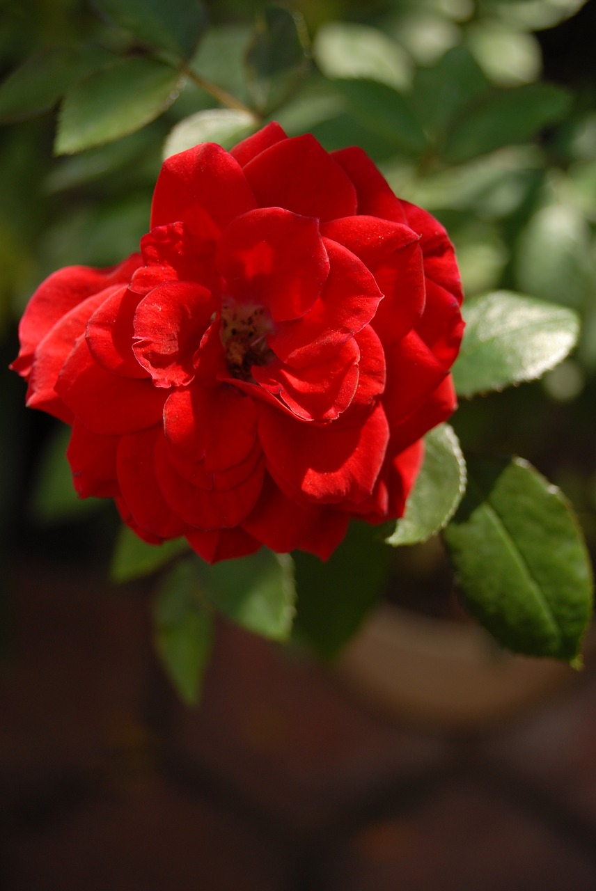 Image - red rose small flower flora