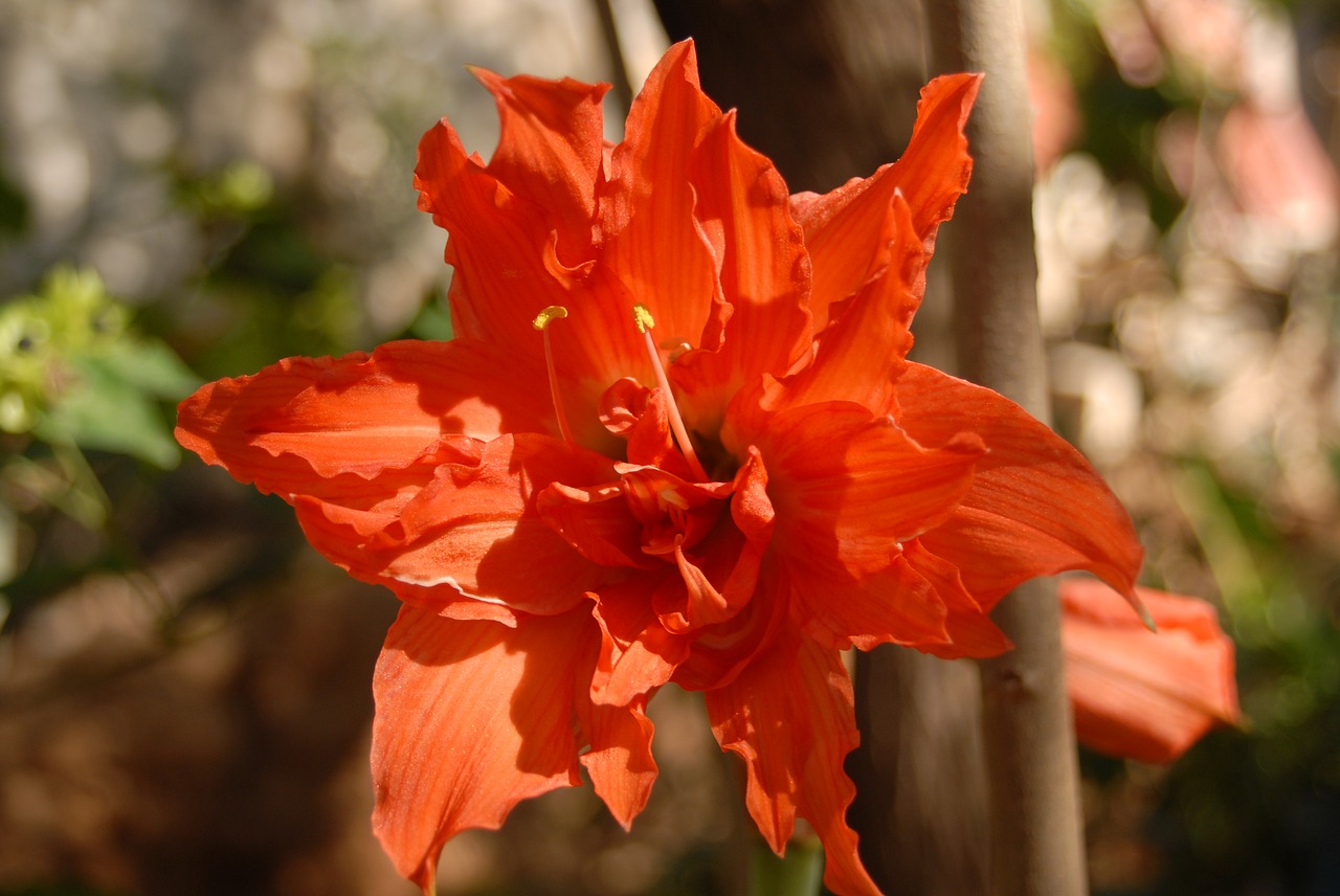 Image - orange flower small flower flora