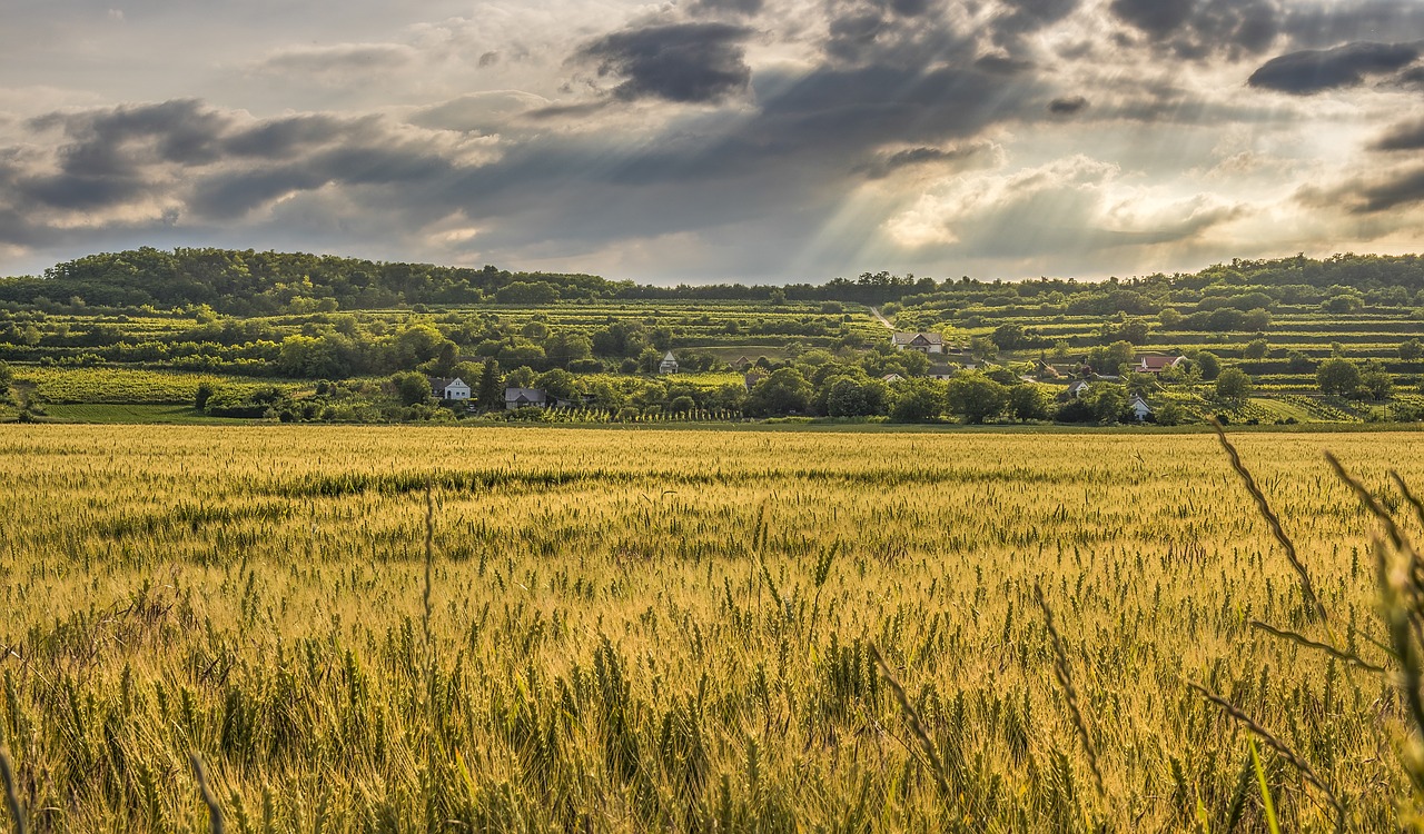 Image - agriculture cereal clouds