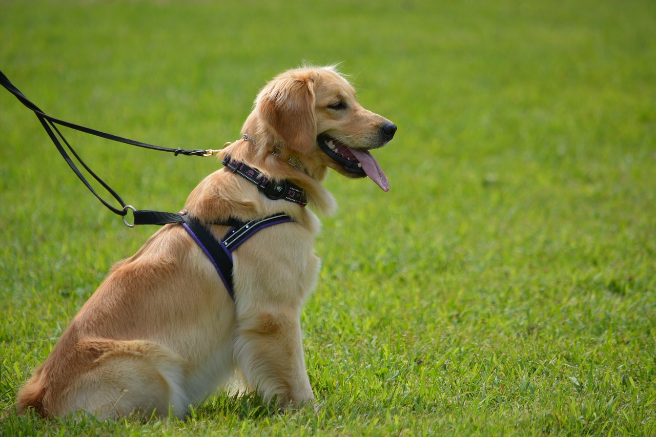 Image - golden retriever pet dog golden