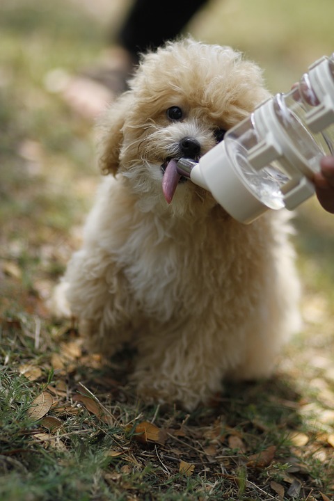 Image - dog puppy pet cute animal