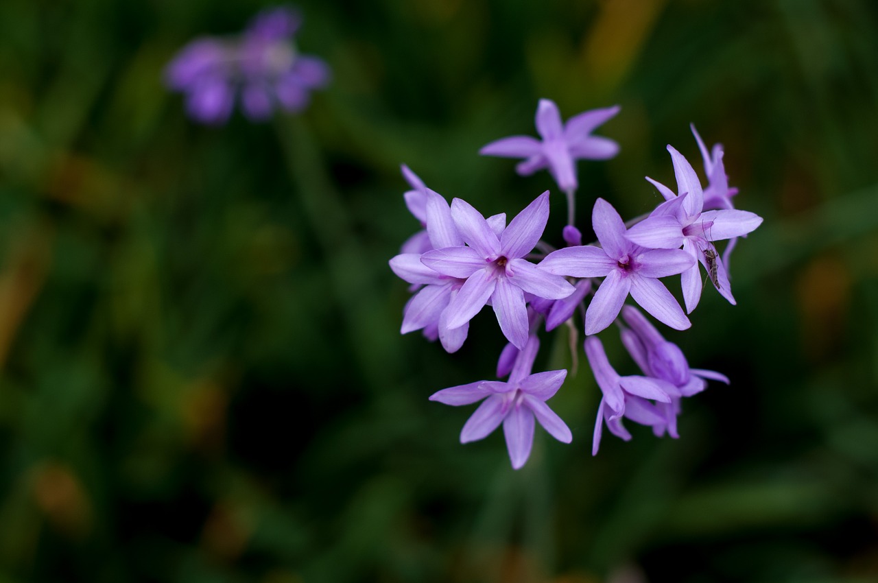 Image - hyacinth spring purple flowers park