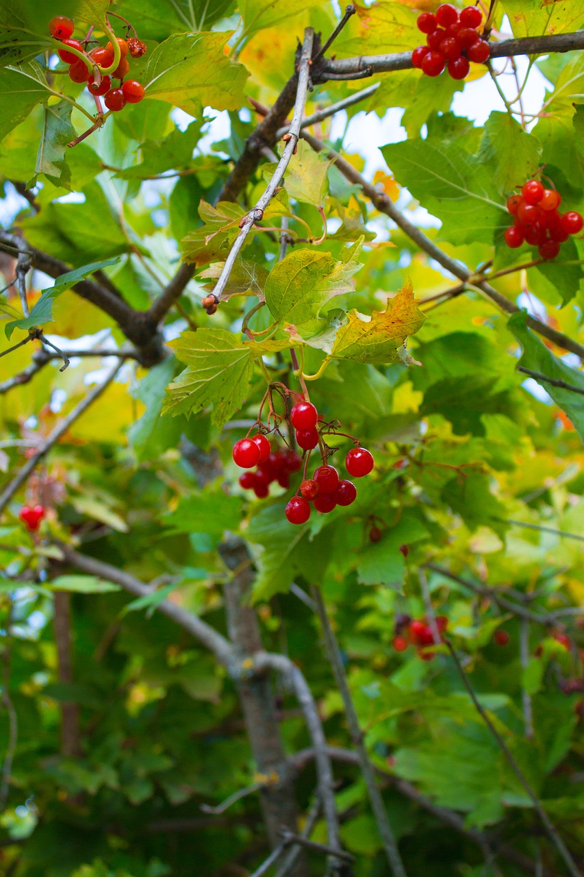 Image - viburnum leaves bush tree berry