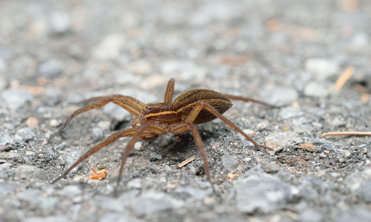 Image - spider summer morning outdoor