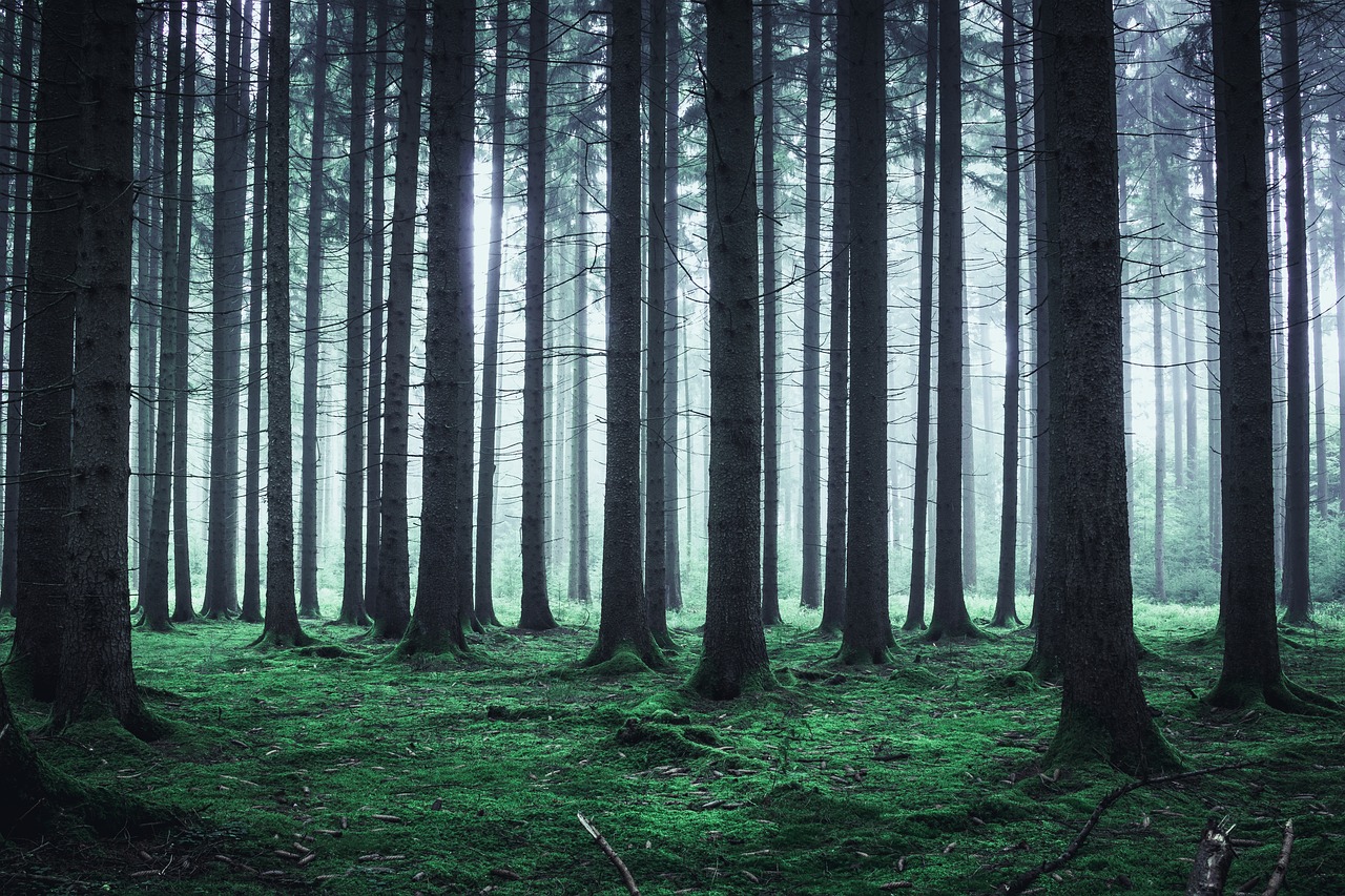 Image - forest fog nature autumn mood