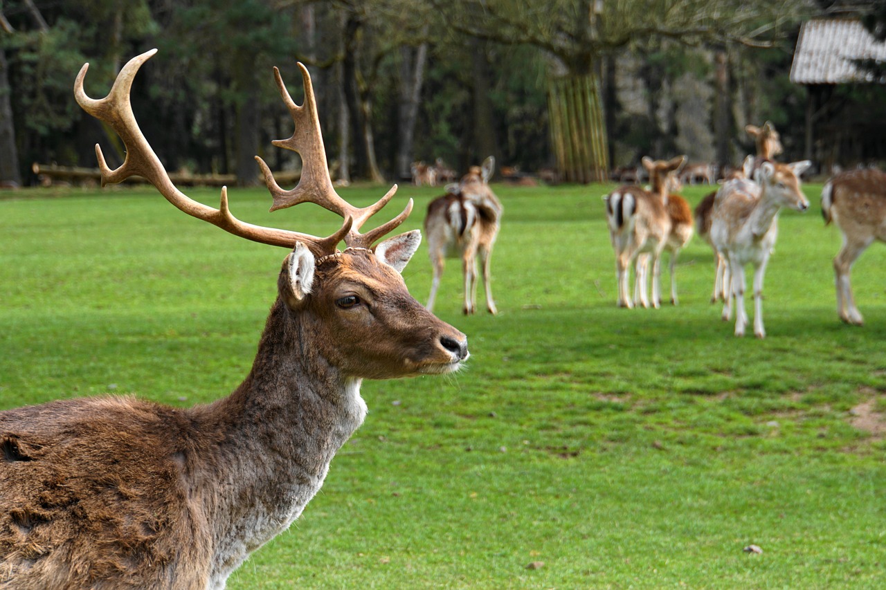 Image - hirsch wild young stag antler