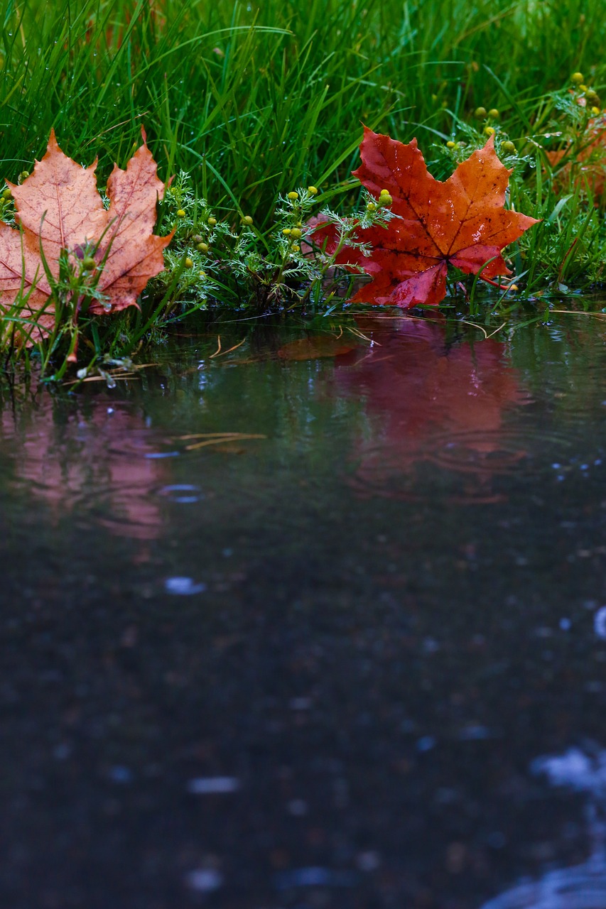 Image - leaf puddle reflection