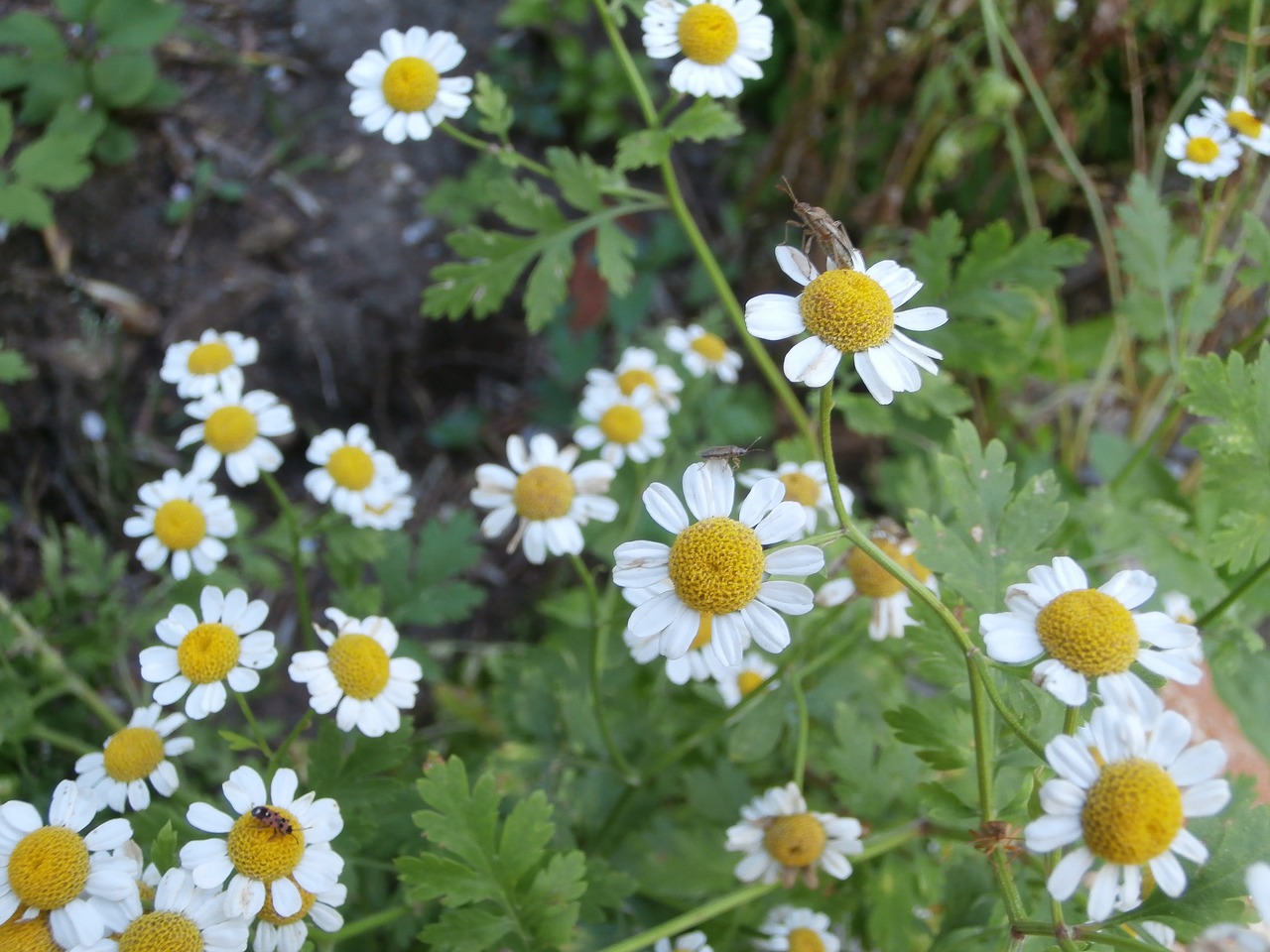 Image - chamomile insect white flowers